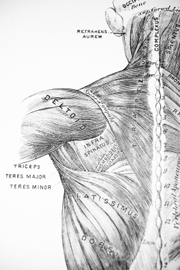 antique medical drawing of back